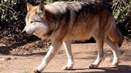 _91411178_wolvesmexicanwolfts.jpg