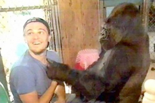 TV-Prod-Koko-Gorilla-Birthday.jpg