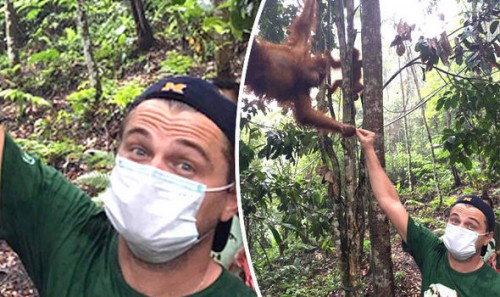 leo-orangutan-657472.jpg