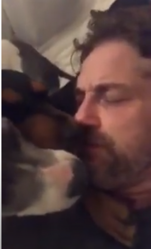 dogs.png