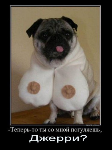 мопс.jpg