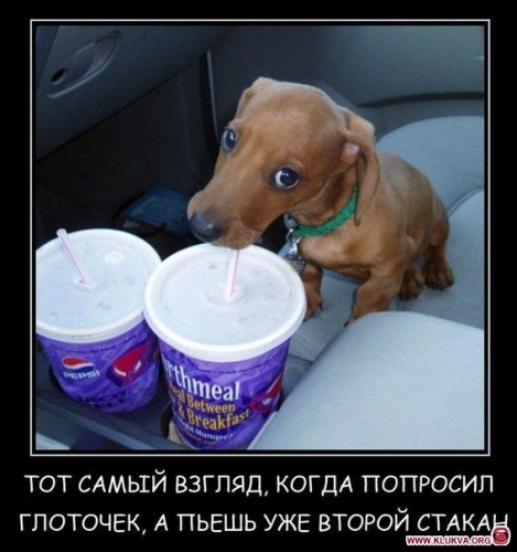 1337458312_demotivator_08.jpg