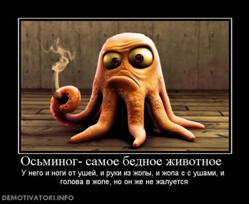 demotivatory-2011-osminog-samoe-bednoe-zhivotnoe_1.jpg