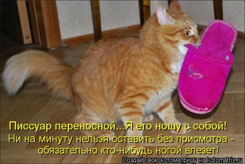 kotomatritsa_7A.jpg