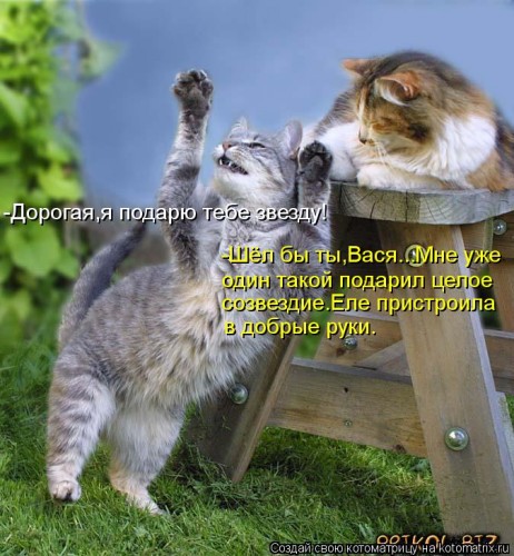 kotomatritsa_dt.jpg