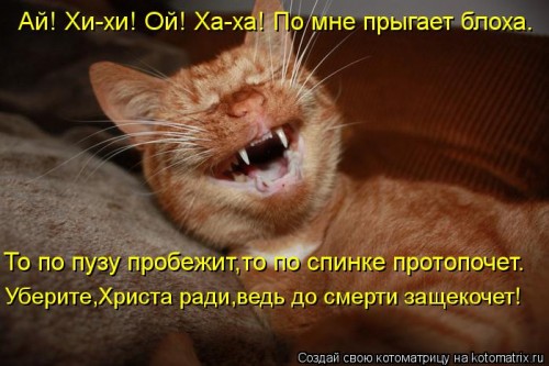 kotomatritsa_Kx.jpg
