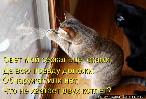 kotomatritsa_Ky.jpg