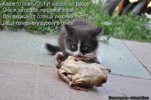 kotomatritsa_Q.jpg