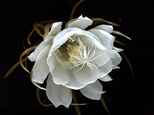 tumblr_m3iyu0UMRZ1qafpuzo1_500 (2).jpg