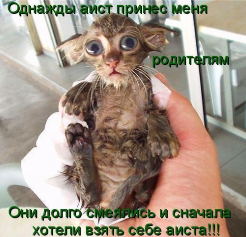 funny_cats_20.jpg