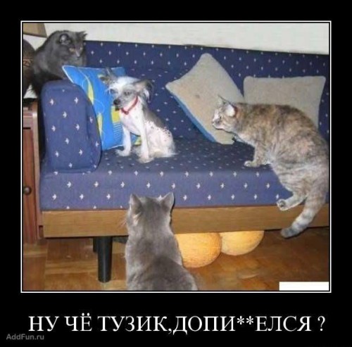 prikol_cats_31.jpg