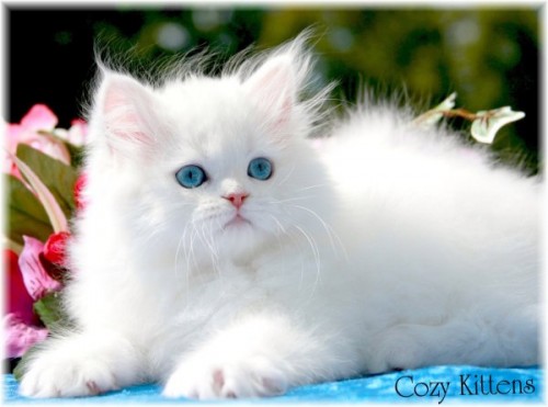 Persian-Cat2.jpg