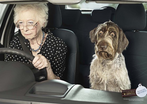 20679_pets-in-ads3.jpg