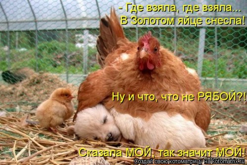 kotomatritsa_3b.jpg