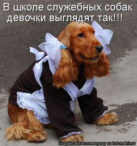 kotomatritsa_35.jpg