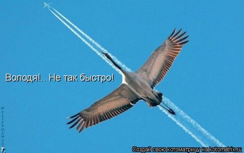 kotomatritsa_j.jpg