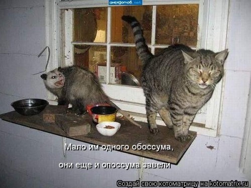 kotomatritsa_aF.jpg
