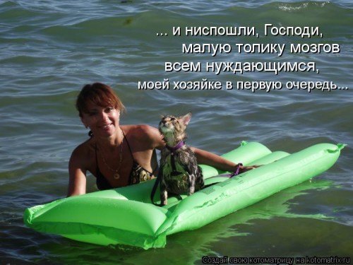 kotomatritsa_dc.jpg