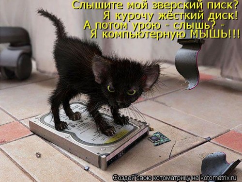 kotomatritsa_F7.jpg