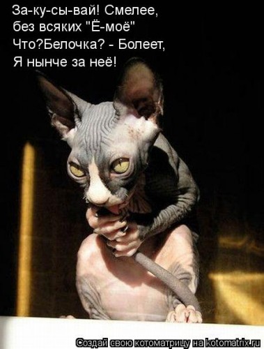 kotomatritsa_ju.jpg