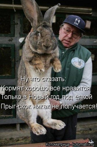 kotomatritsa_k1.jpg