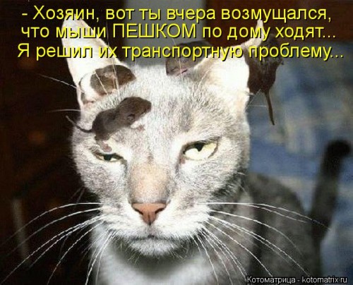 kotomatritsa_N0.jpg
