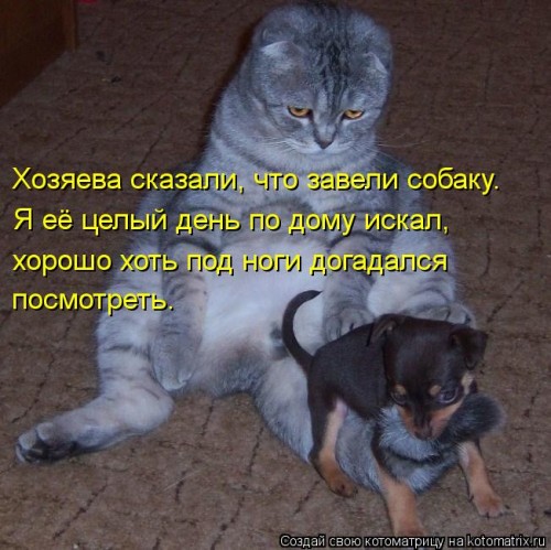 kotomatritsa_pF.jpg