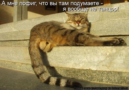kotomatritsa_Tv.jpg