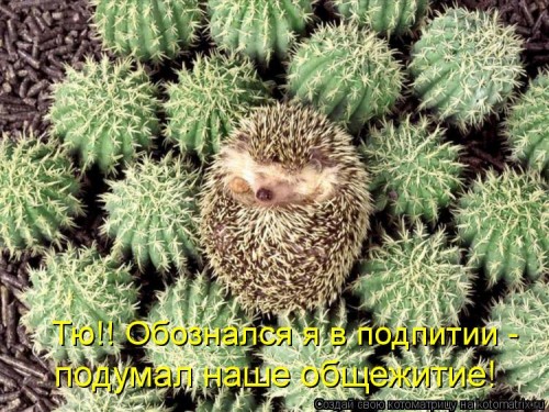 kotomatritsa_Va.jpg