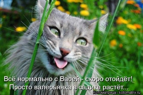 kotomatritsa_z.jpg