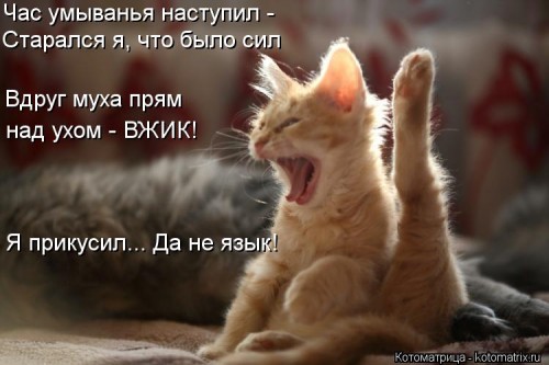kotomatritsa_uw.jpg