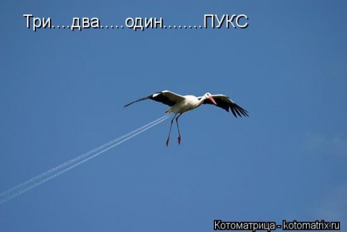 kotomatritsa_Lk.jpg