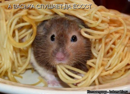 kotomatritsa_Qh.jpg