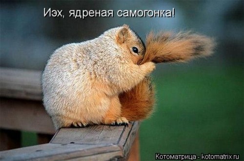 kotomatritsa__Bt.jpg