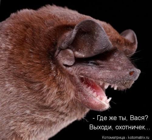 kotomatritsa_bn.jpg