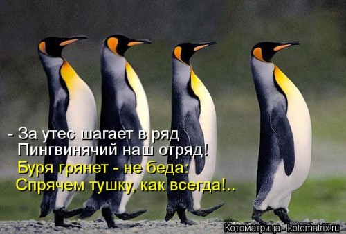 kotomatritsa_db.jpg