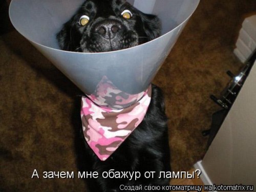 kotomatritsa_dN.jpg