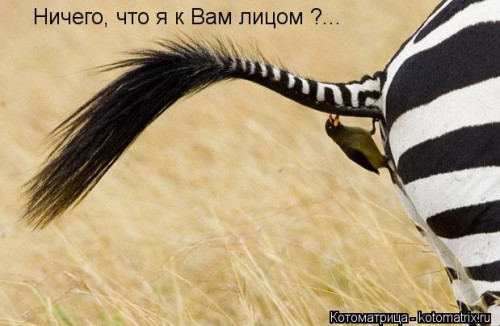 kotomatritsa_f6.jpg