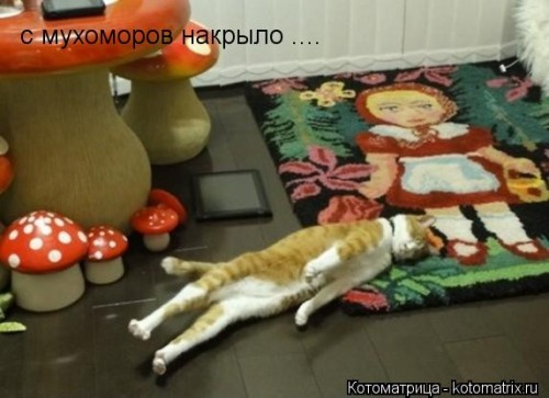 kotomatritsa_kN.jpg