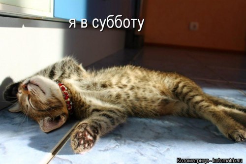 kotomatritsa_-N.jpg