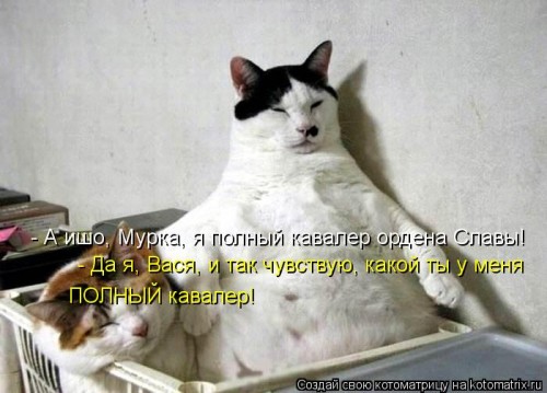kotomatritsa_pL.jpg