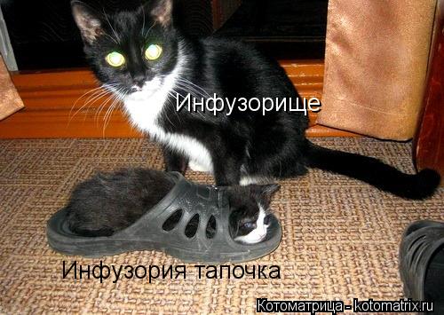 kotomatritsa_U1.jpg