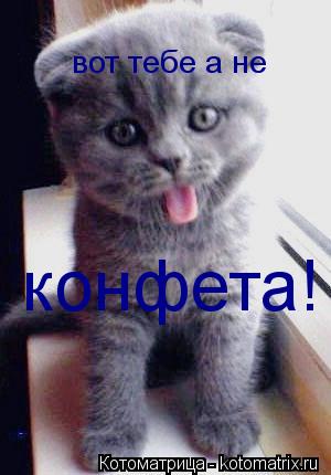 kotomatritsa_vT.jpg