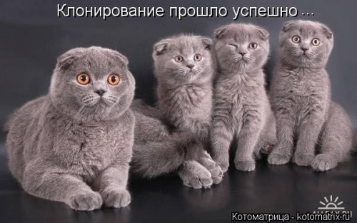 kotomatritsa_wZ.jpg