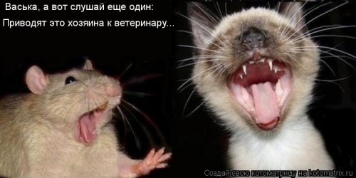 kotomatritsa_5U.jpg