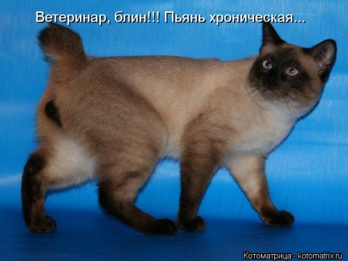 kotomatritsa_08o.jpg