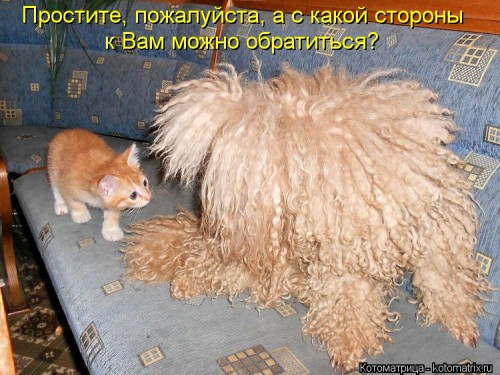 kotomatritsa_ih.jpg