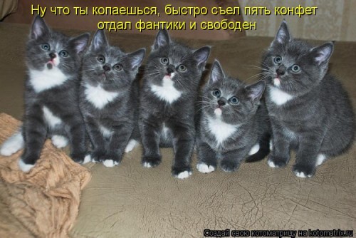 kotomatritsa_n.jpg