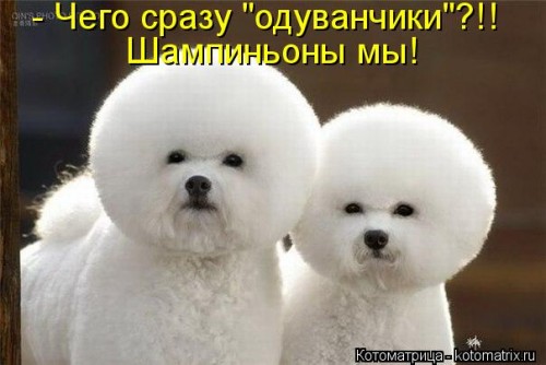 kotomatritsa_qA.jpg