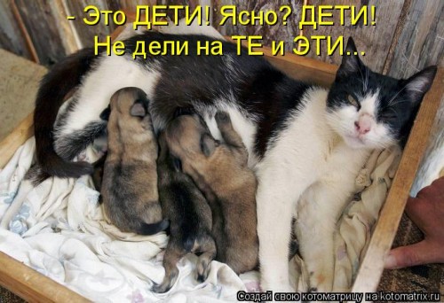 kotomatritsa_t3.jpg